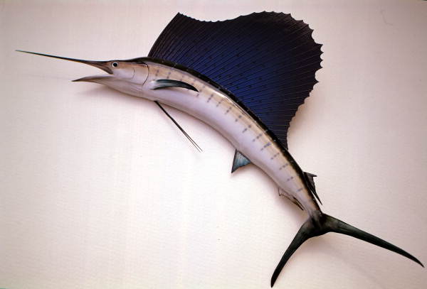 Sailfish