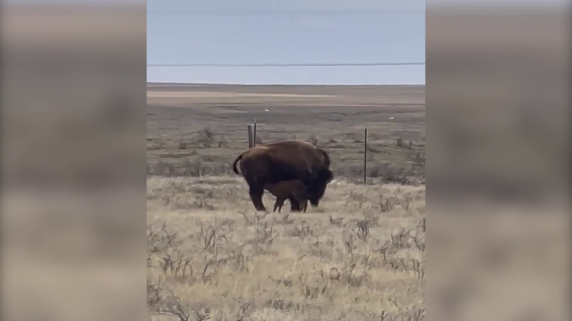 Bison calves welcomed on Rocky Boy's Reservation
