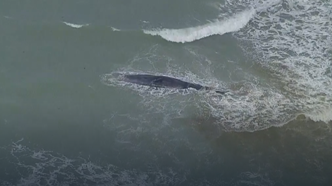 Whale beaches itself off the coast of Venice, Florida