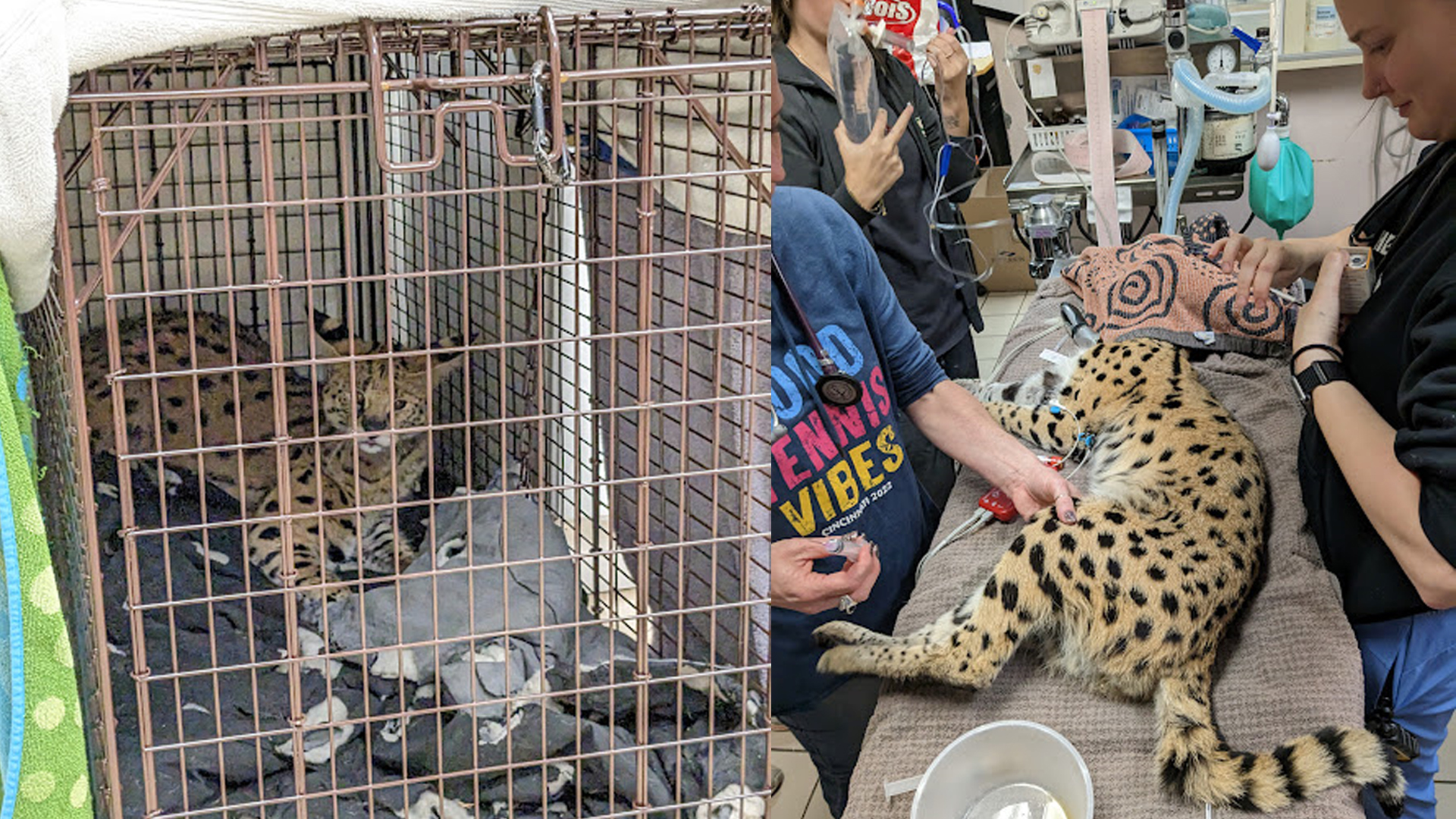 Amiry serval cocaine cat 