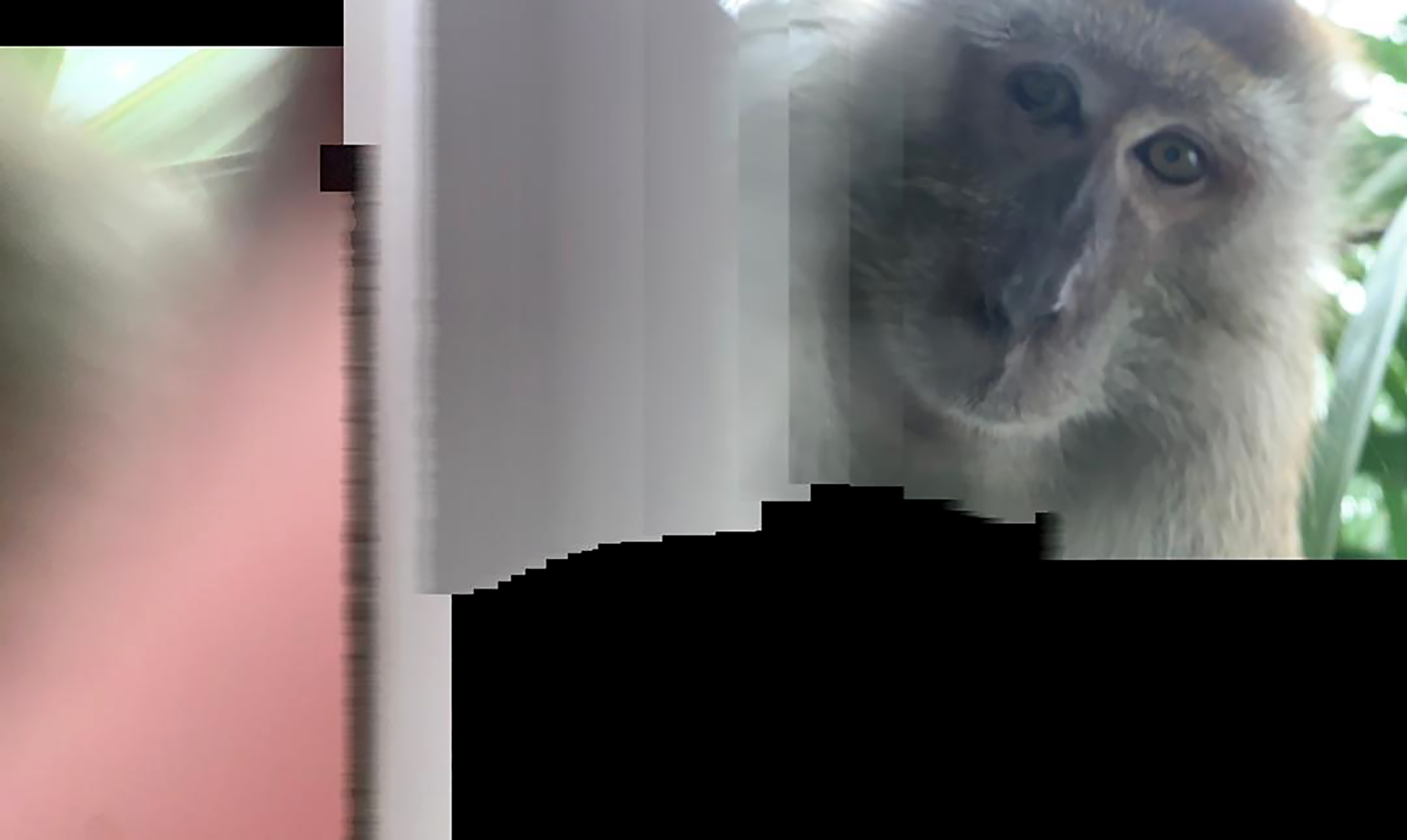Monkey grabs student's phone, takes selfies
