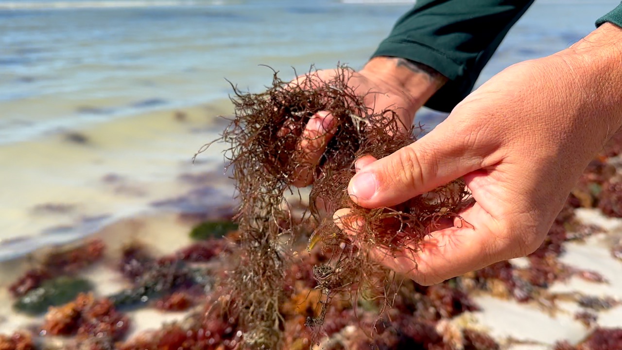 FMB RED ALGAE THUMBNAIL.jpg