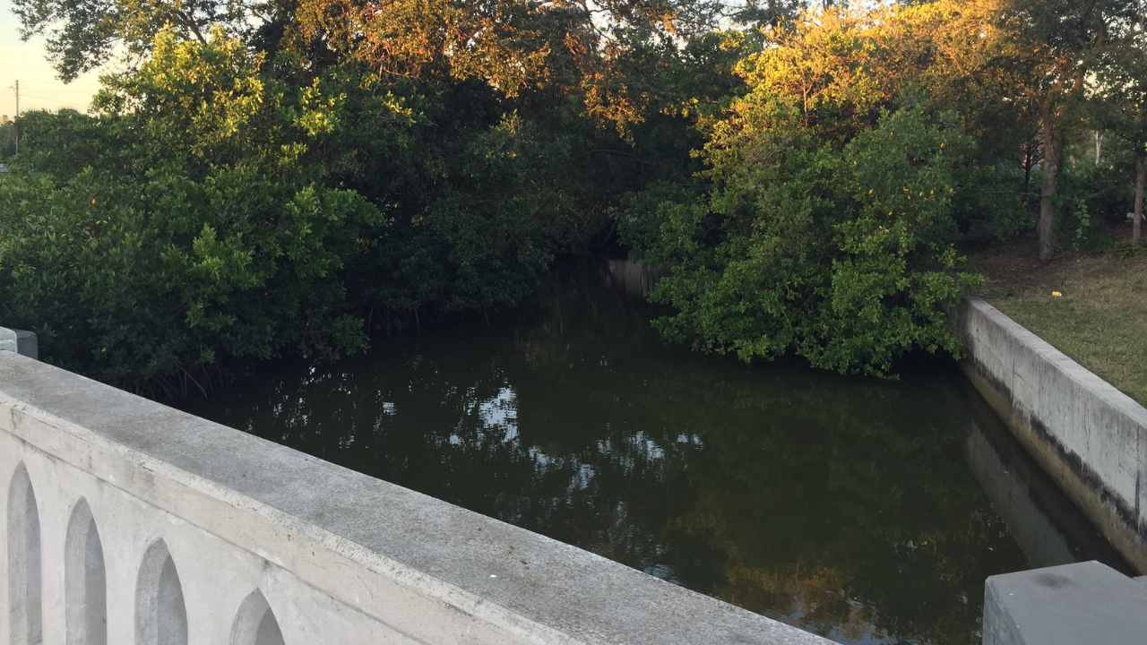 st pete alligator attack.png