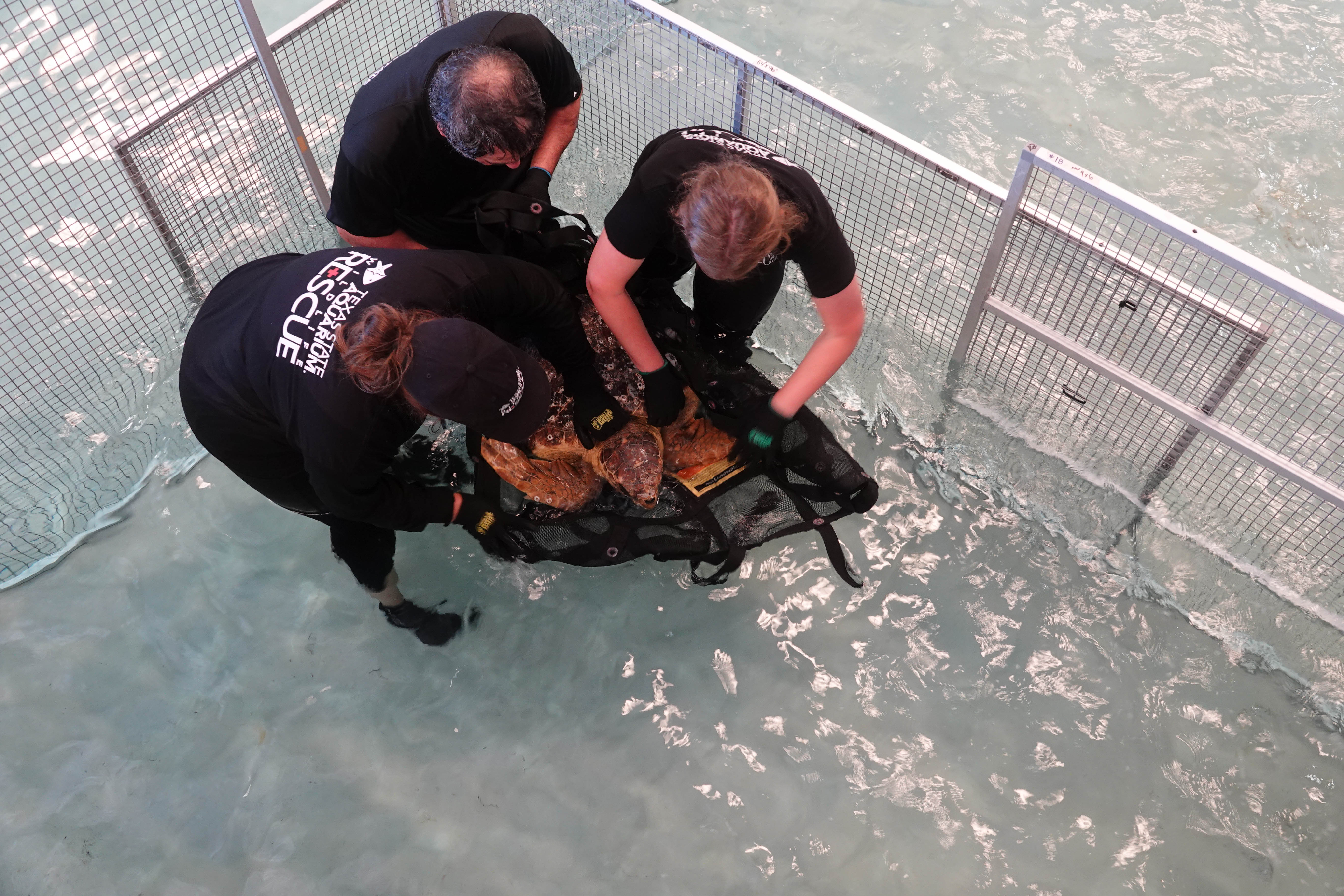 Marine officials seeing a record number of stranded loggerhead sea turtles - Vimarsana News