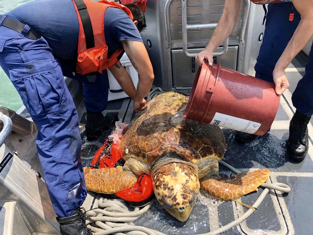 Injured sea turtle rescued in the Florida Keys