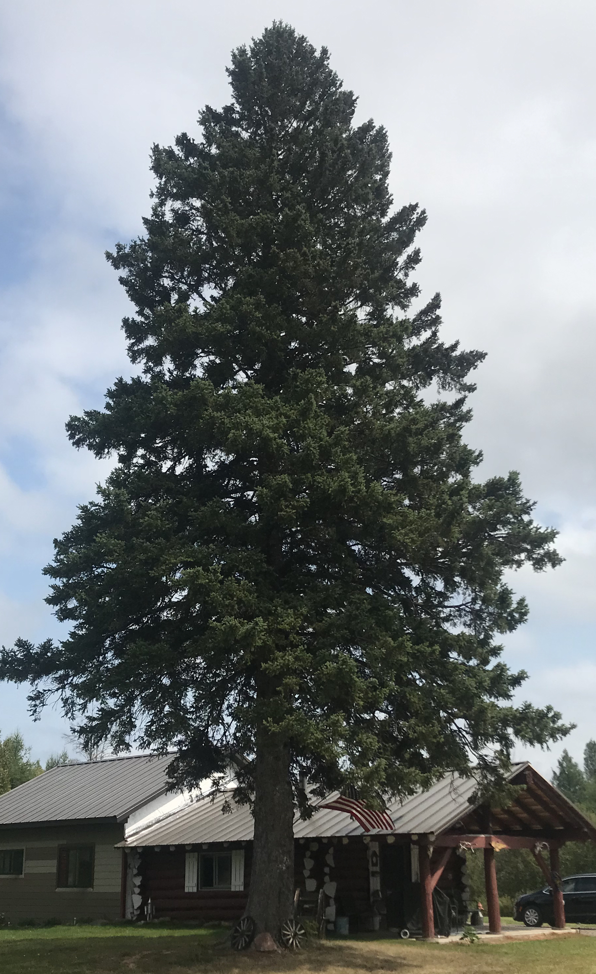 2021-christmas-tree-original.jpeg