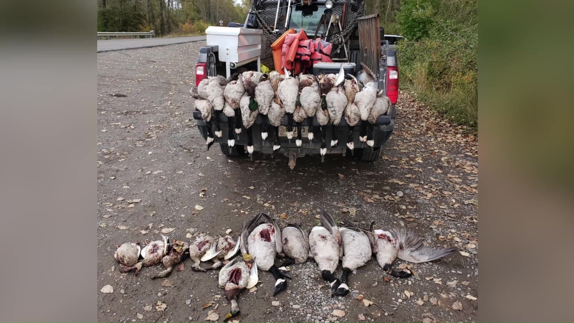 Geese and ducks shot and dumped near Belgrade