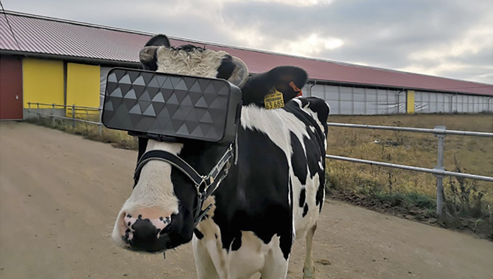 VR Cows