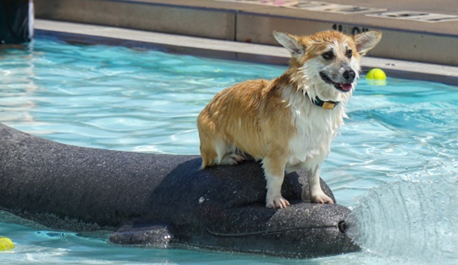Grand Rapids dog swim