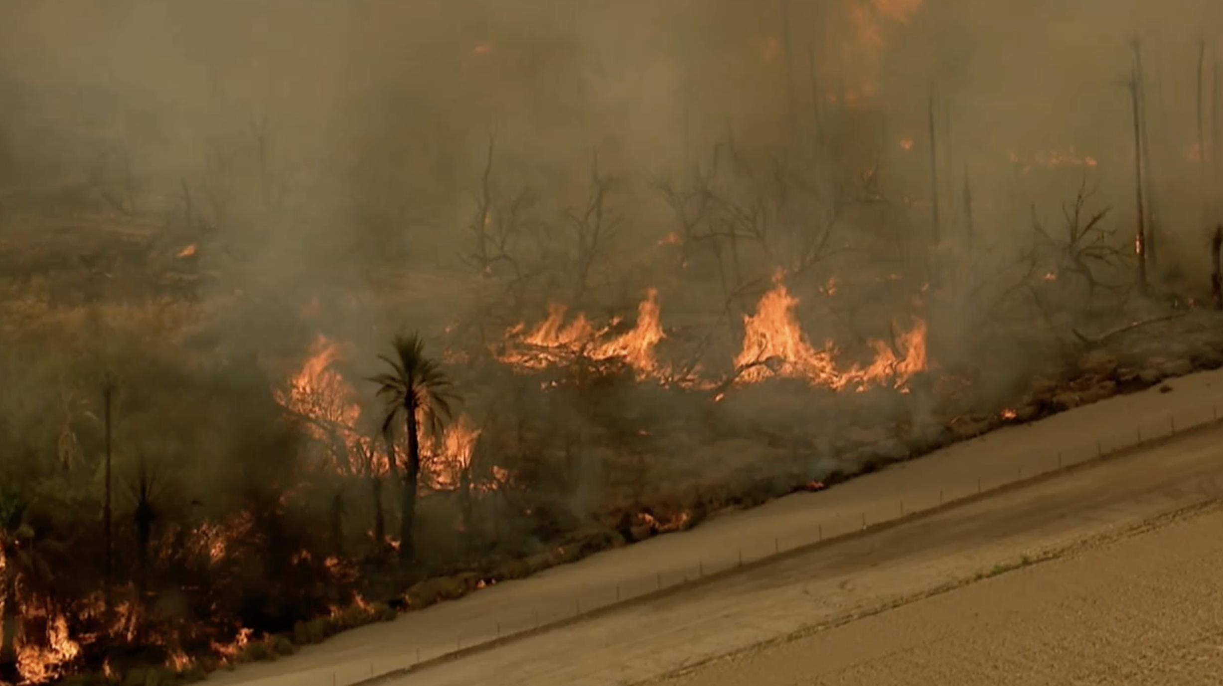 maricopa tree farm fire