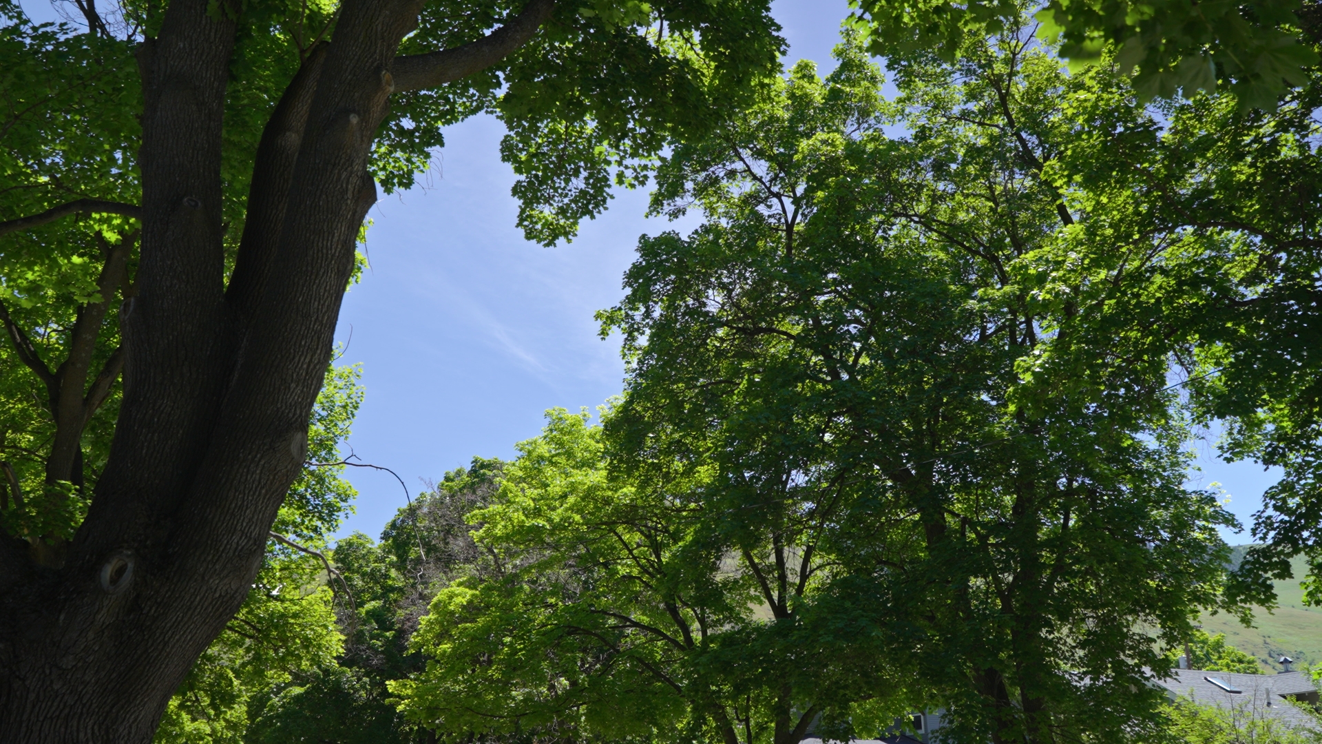 Missoula University District Tree Canopy 