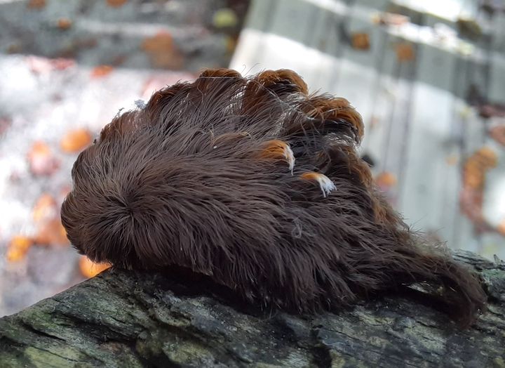 Venomous hairy caterpillars spotted in Virginia