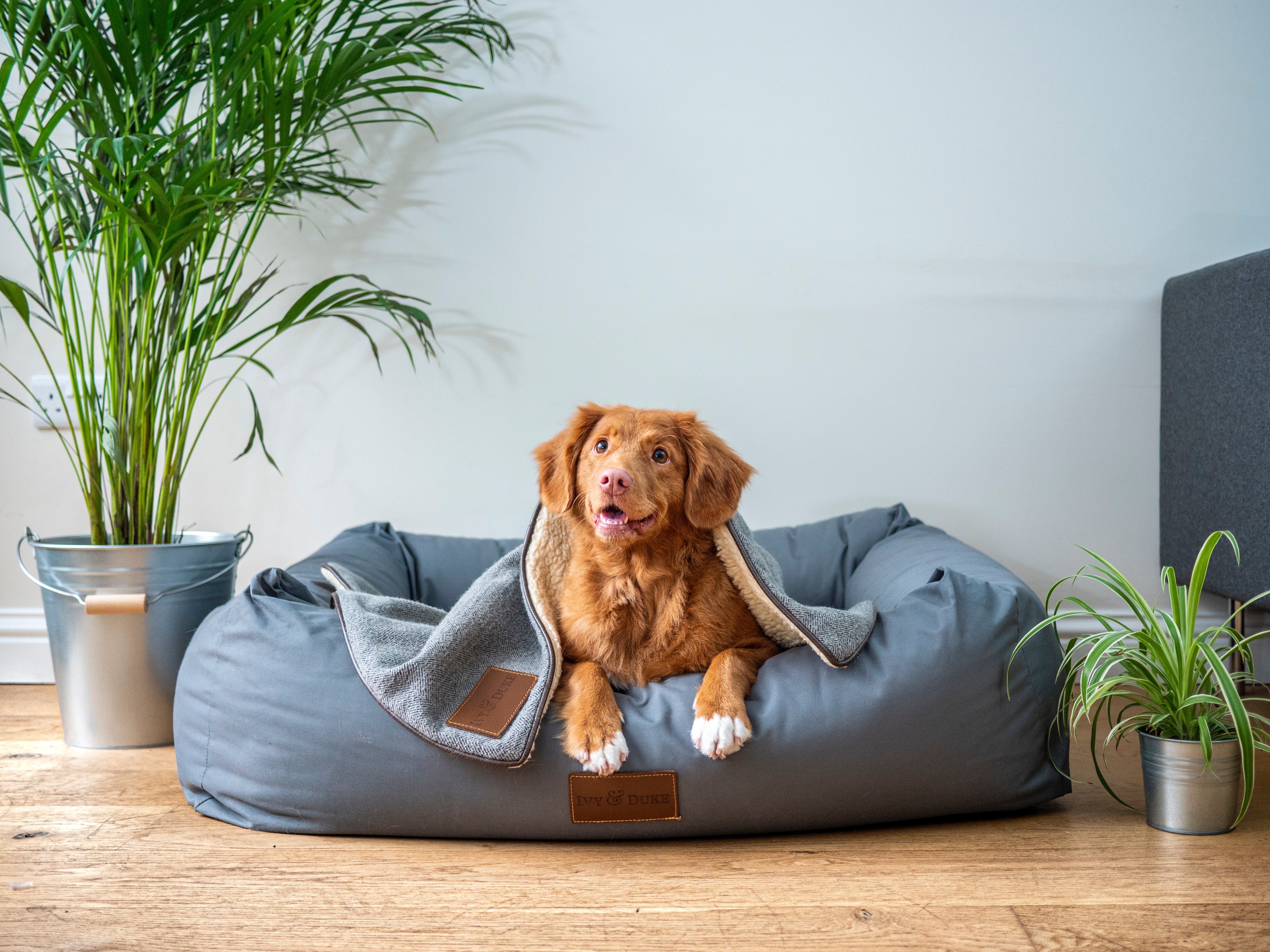 dog on bed