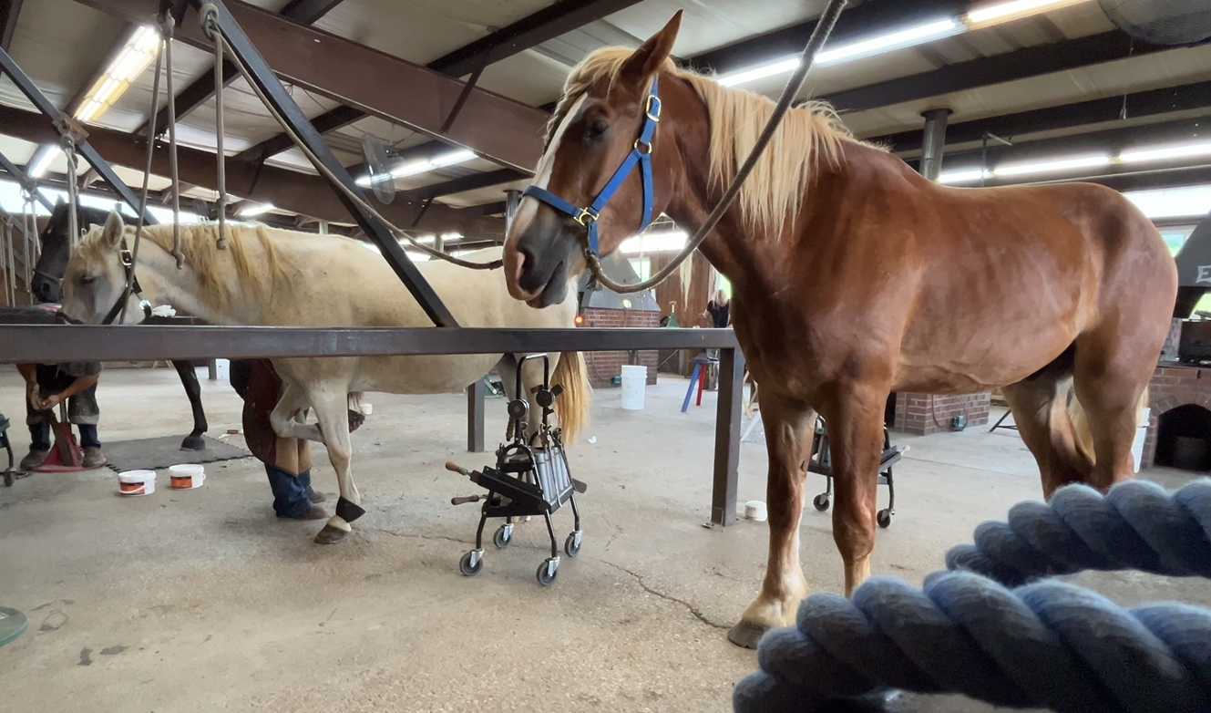 Kentucky Horseshoeing School