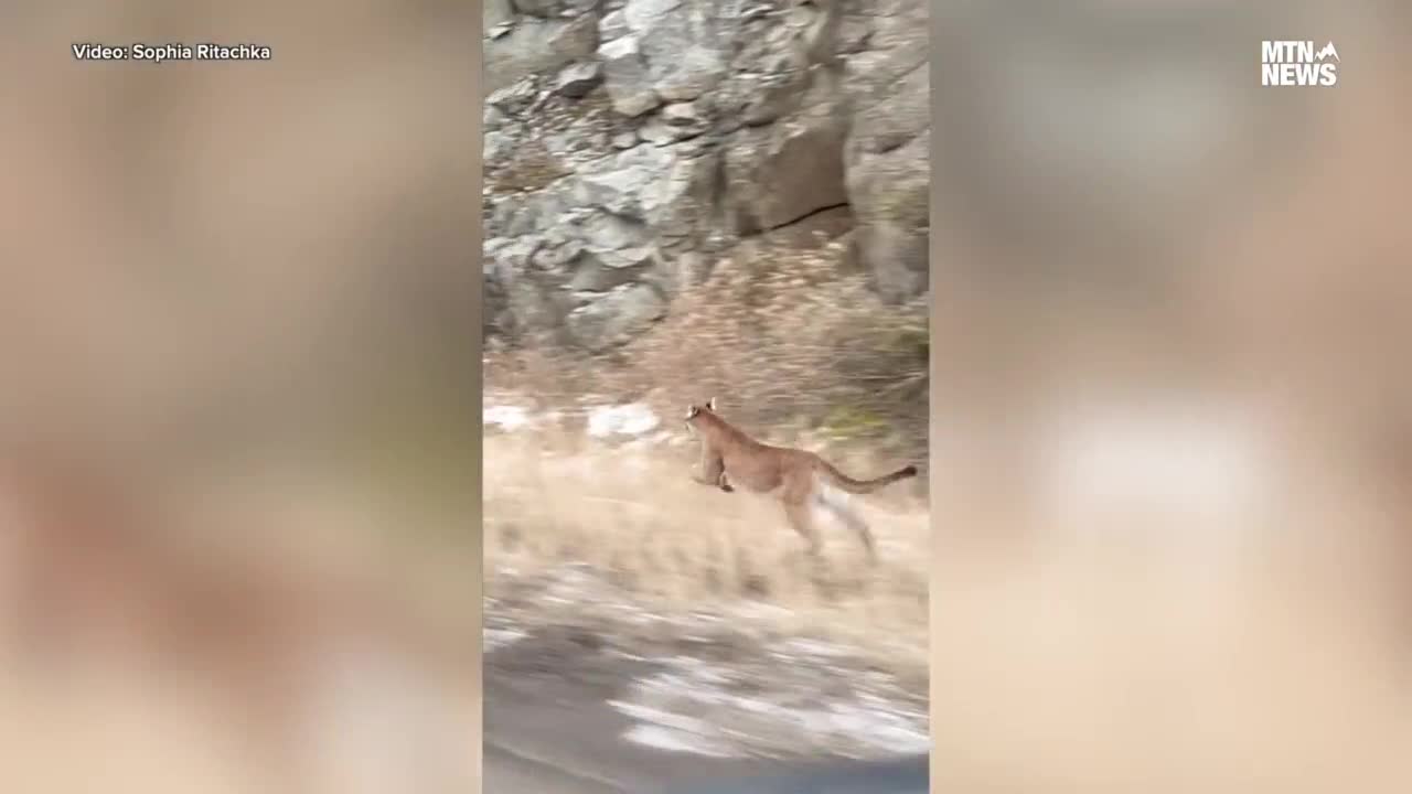 mountain lion homestake pass.jpg