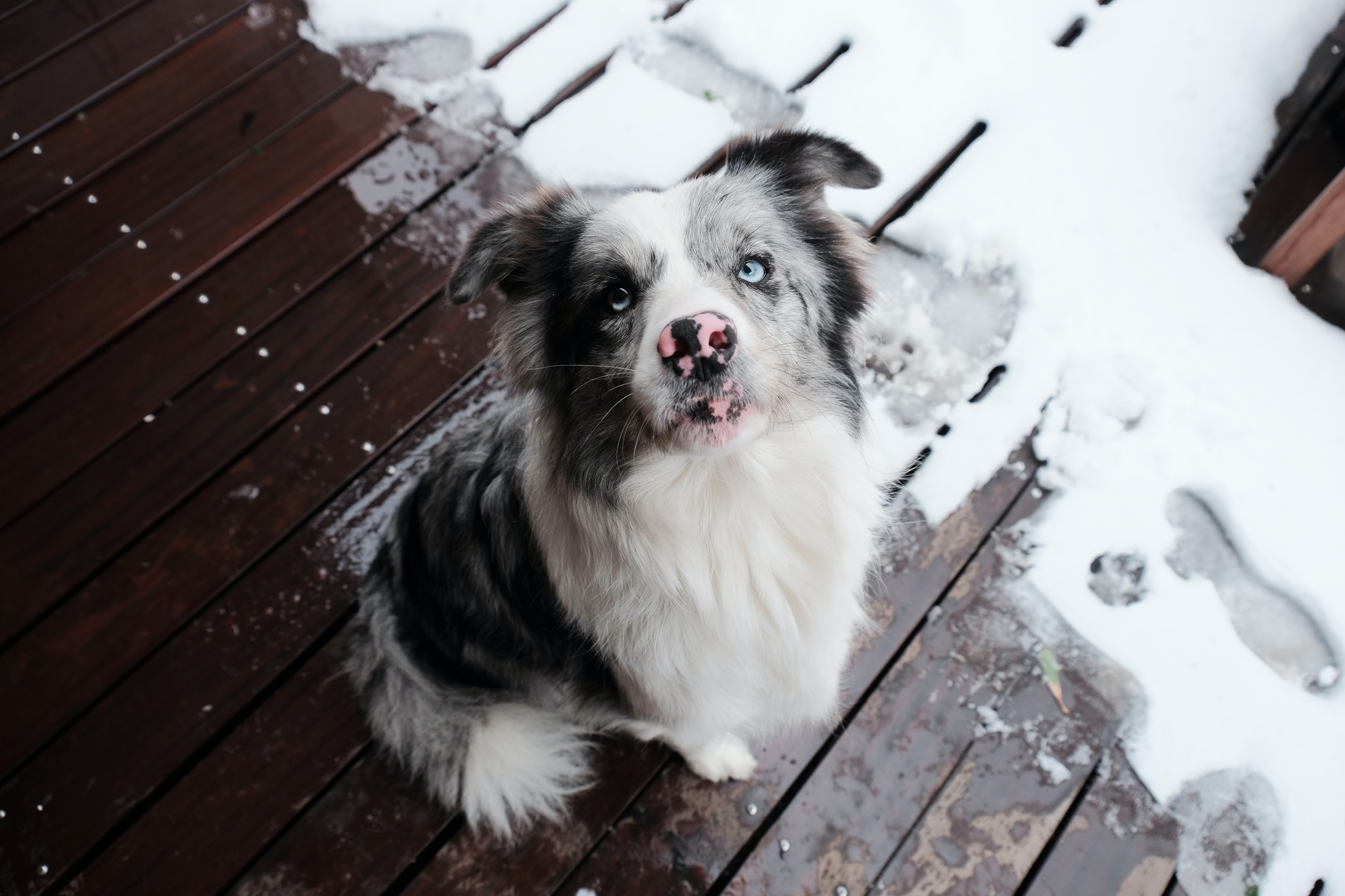 Dog in snow