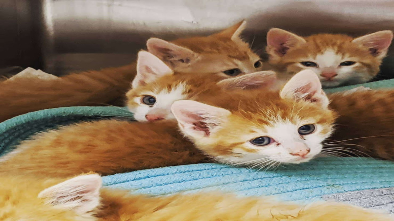 Humane Society of the Pikes Peak Region seeking foster parents for kittens