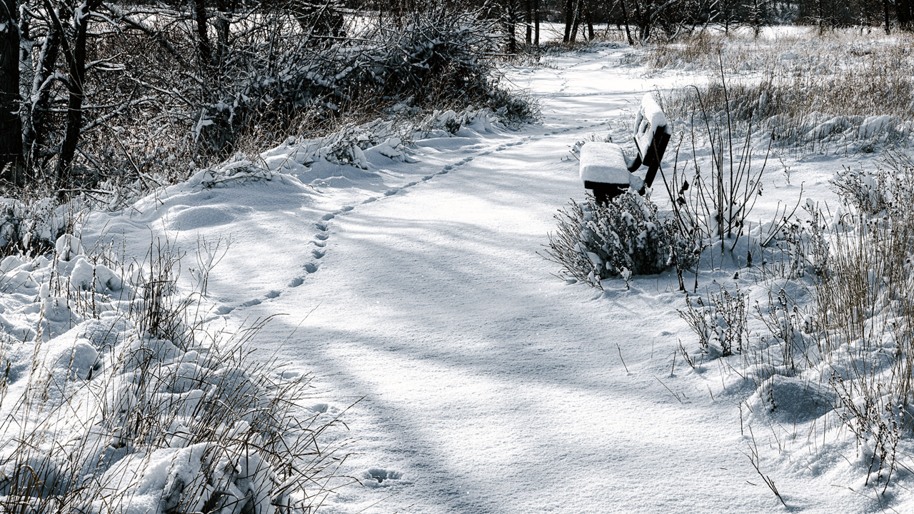 snow.png
