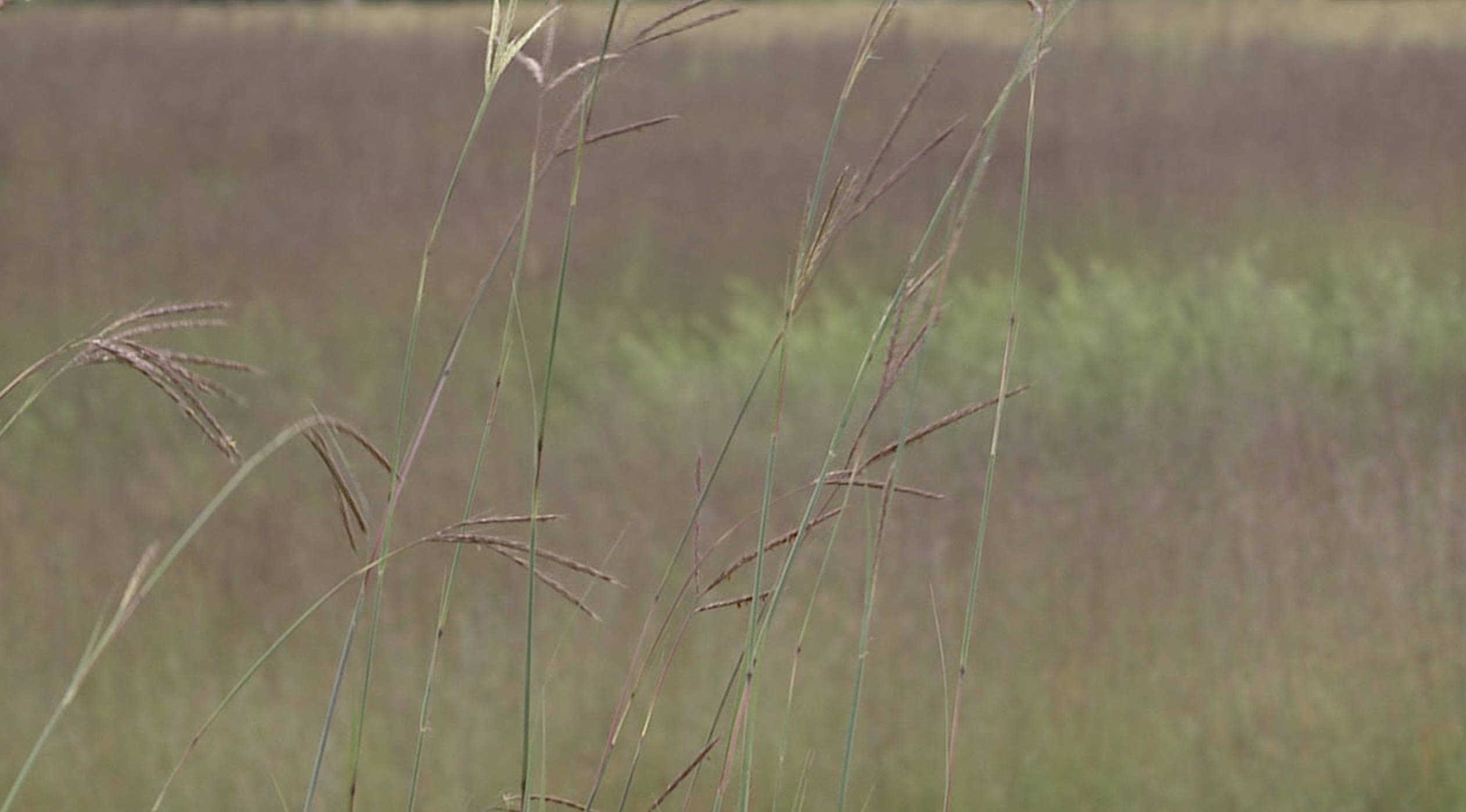 butterworth landfill.png