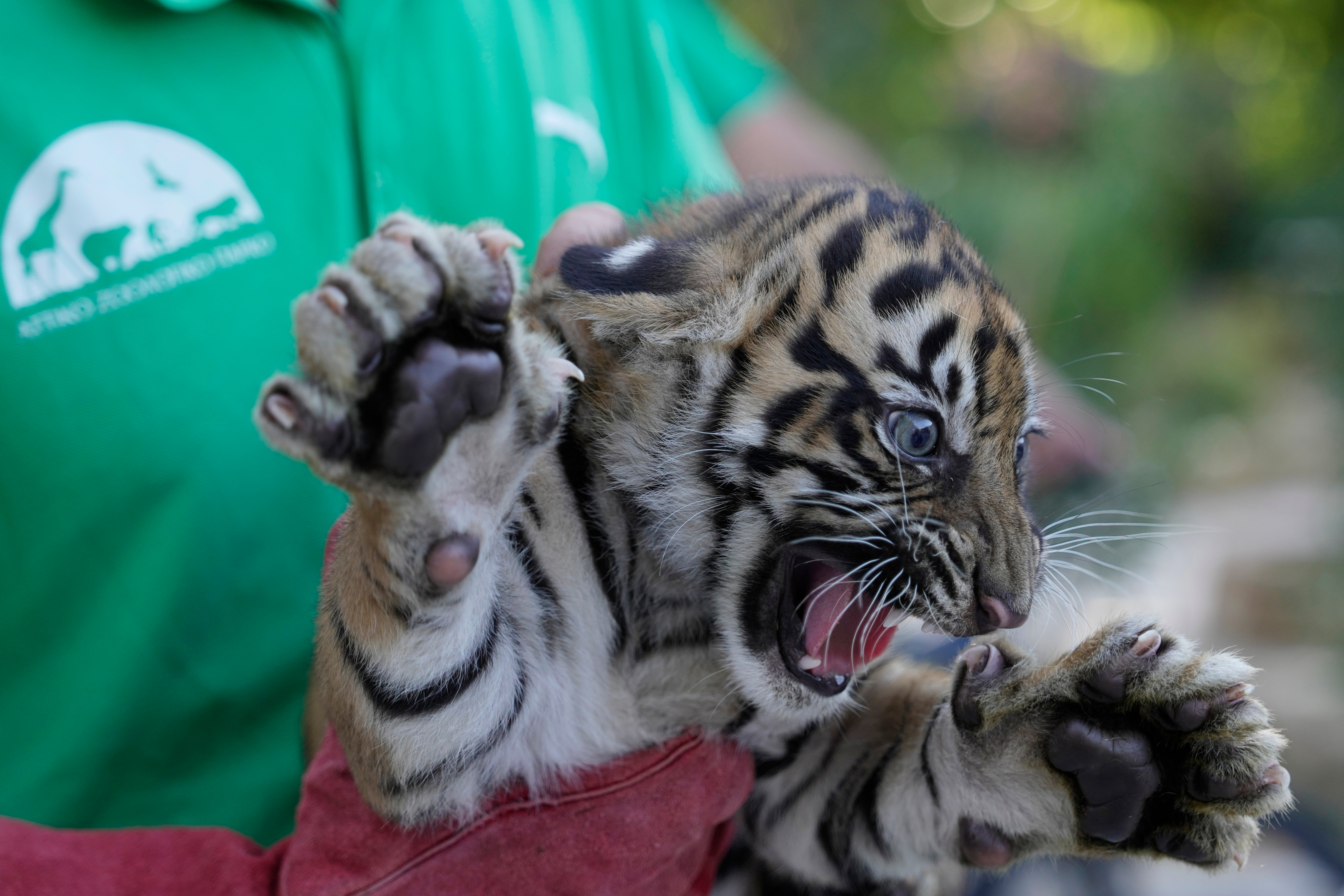 A two-month-old female Sumatran tiger cub growls after its first vaccination and microchipping at Attica Zoological Park near Athens, Greece, on Tuesday, Sept. 8, 2026, as part of an effort to build a backup population of the critically endangered species.