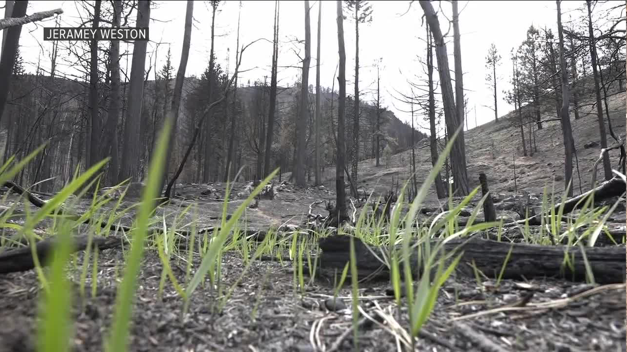forest fires.png