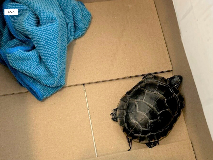 tsa_turtle_new_jersey.png