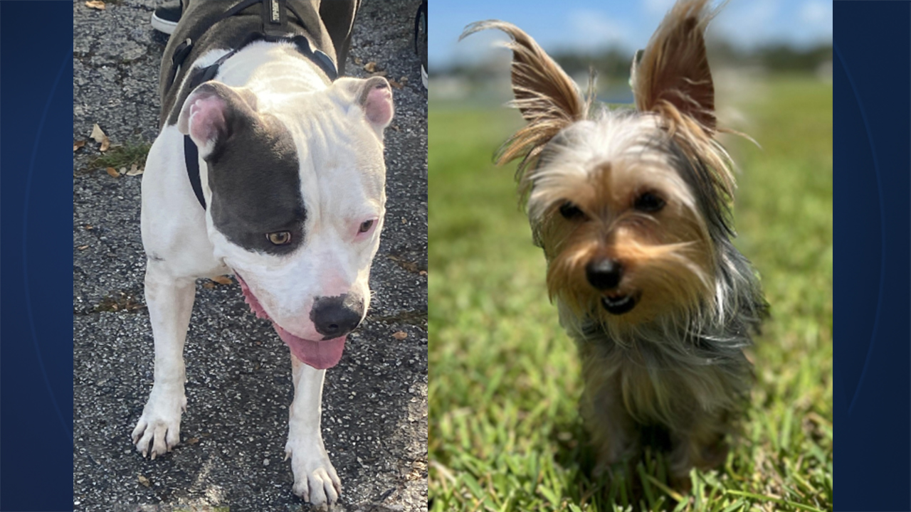 West Palm Beach police said a pit bull, left, attacked a woman on March 11, 2024 as she walked her pet Yorkie, right, in the 2100 block of 45th Street.jpg