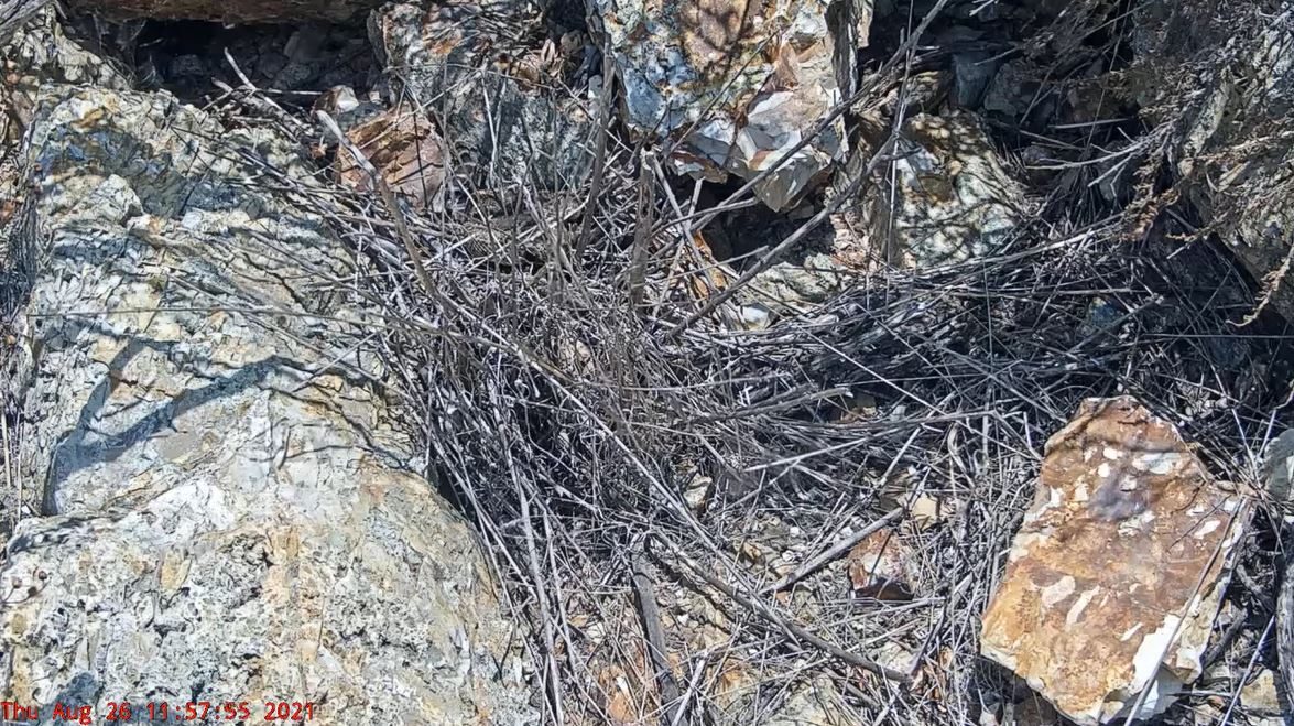 rattlesnake cam.JPG