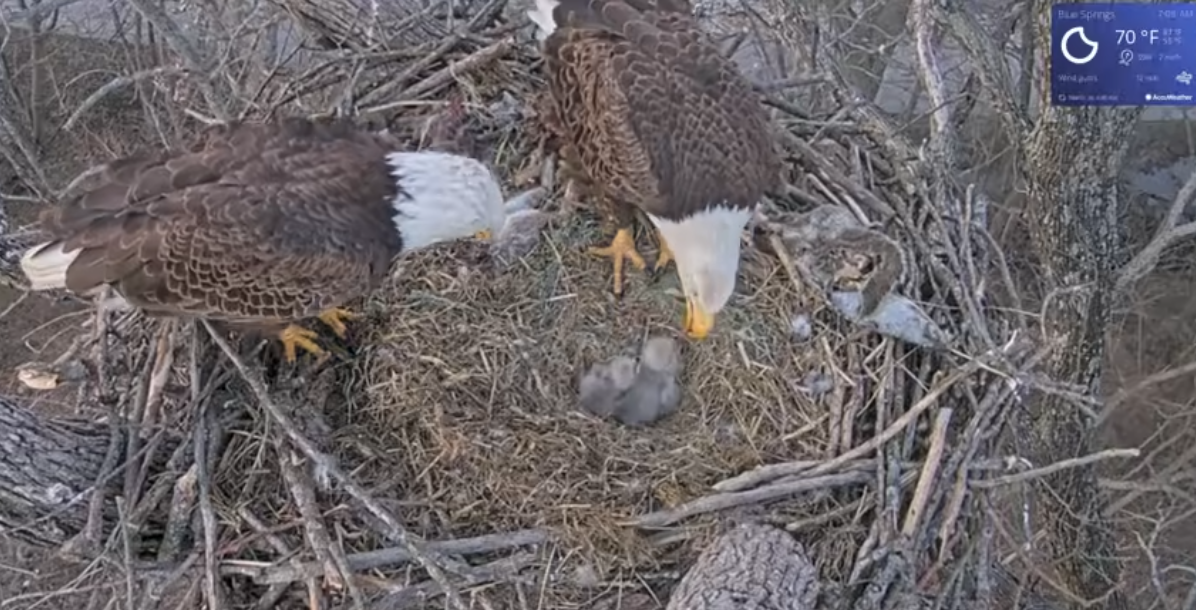 BABY EAGLES 2.png
