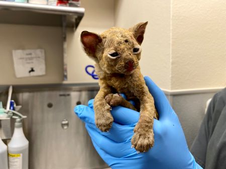 Savannah - Animal Foundation.jpeg