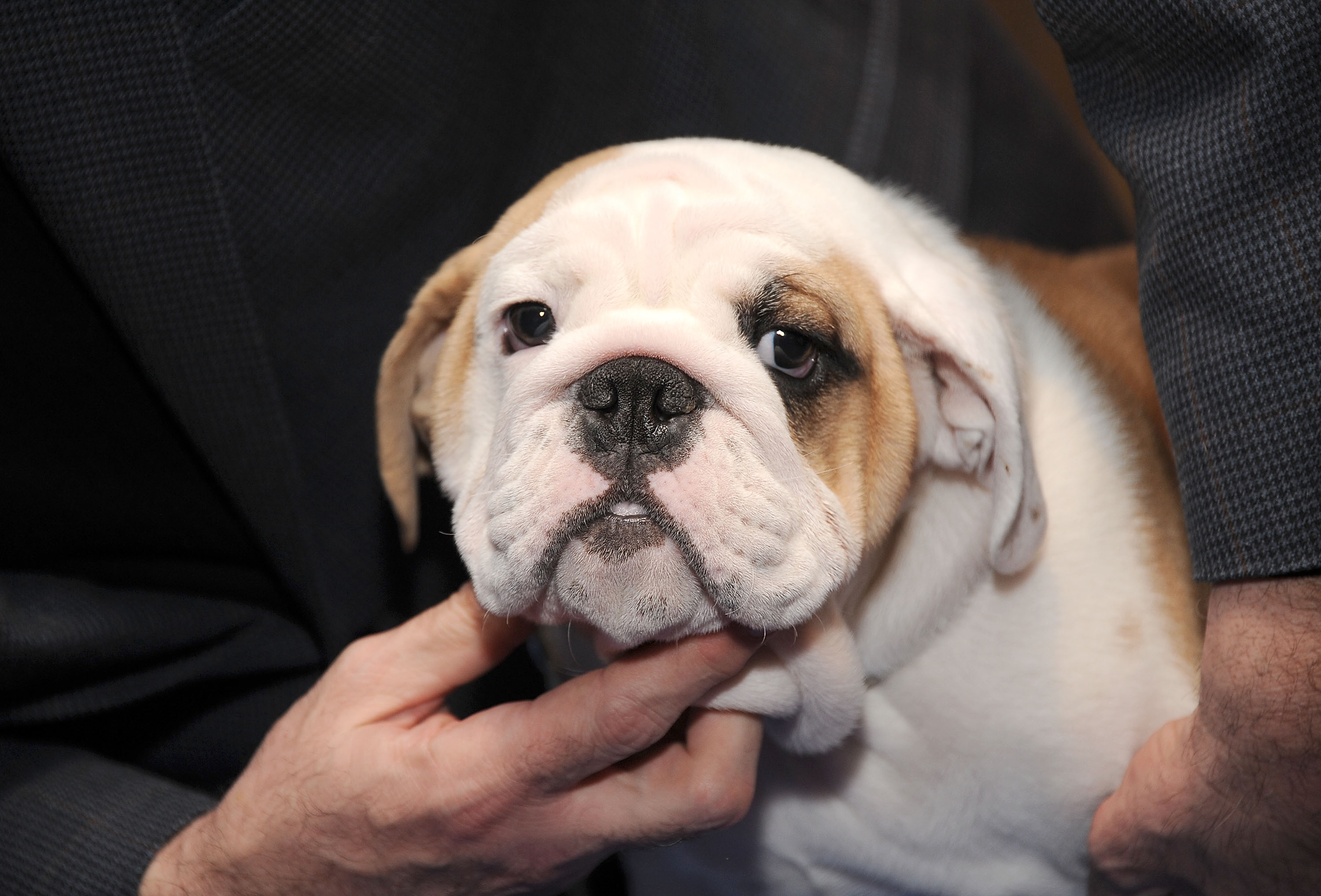 puppy