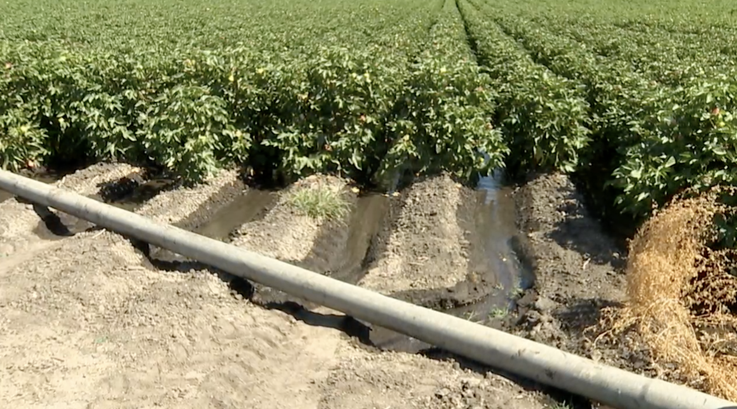cotton field w/irrigation