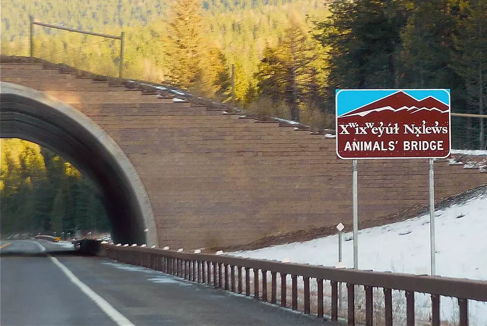 Animals' Bridge