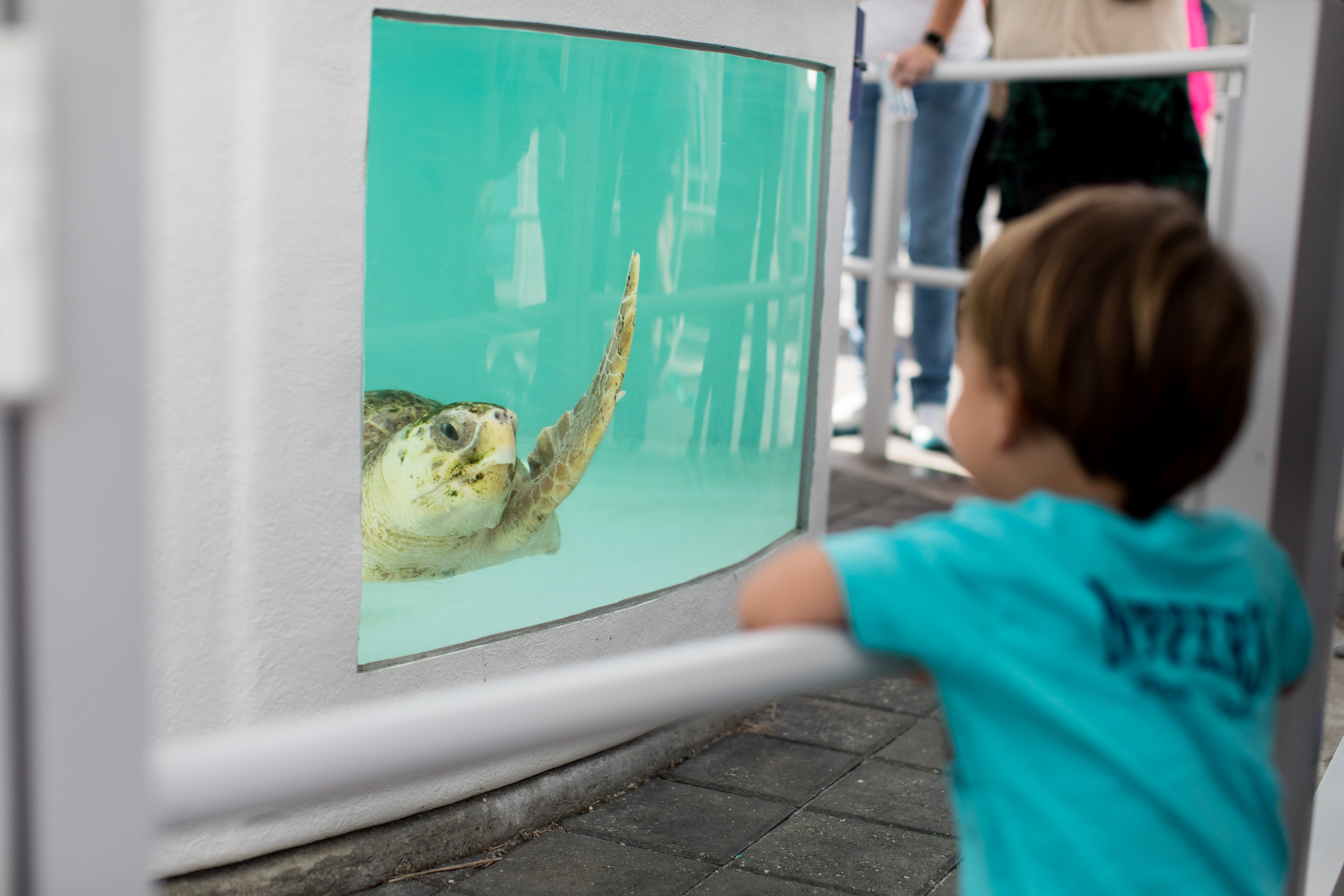 Sea Turtle encouter at TurtleFest.JPG