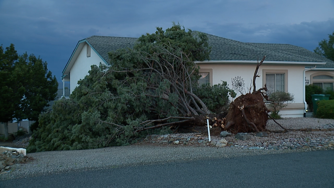 Prescott Valley tree down 7-20-26