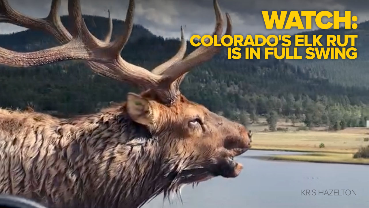 elk rut thumbnail.jpg