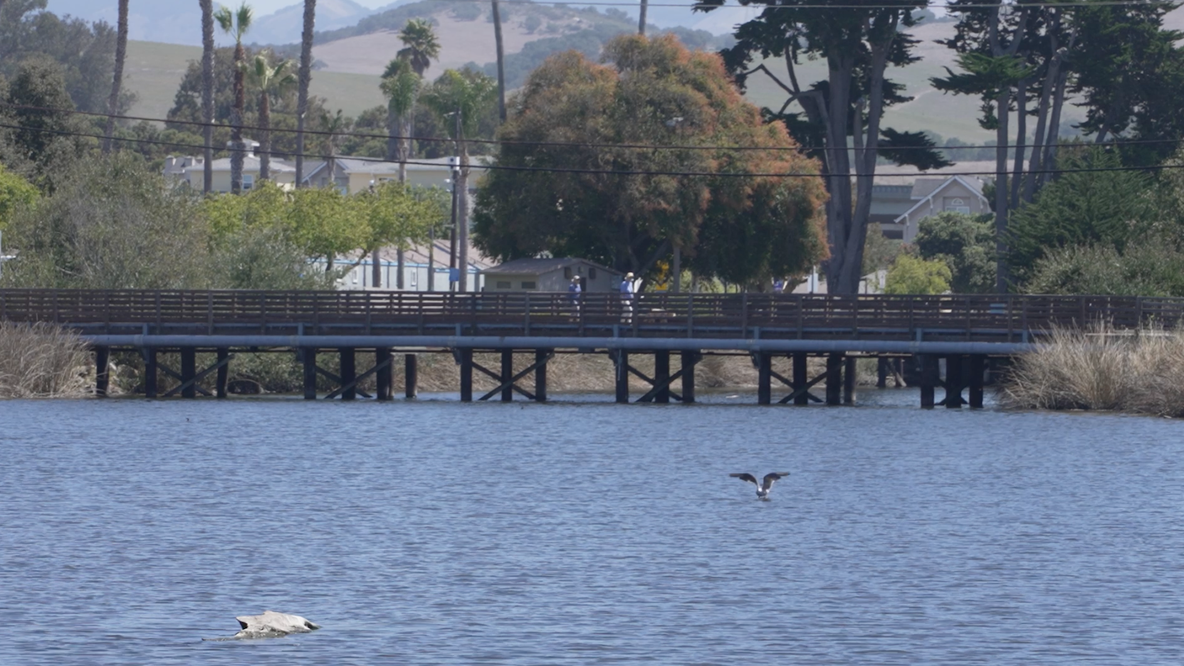 Pismo Creek 