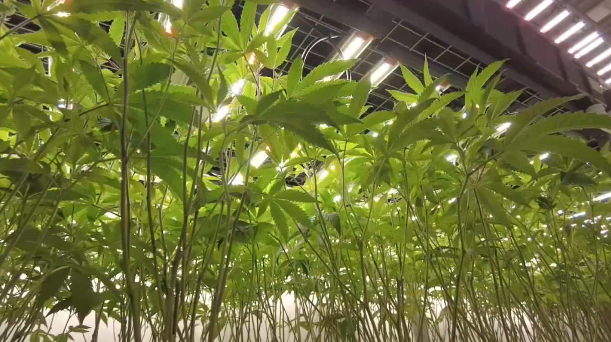 KY hemp industry could face collapse following ban