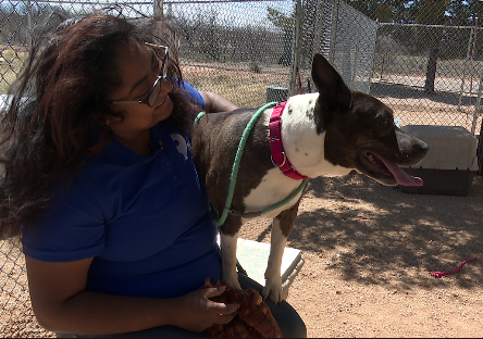 Who's the best shelter dog?: Friends of the Sierra Vista Animal Shelter hosts pet parade for shelter dogs 