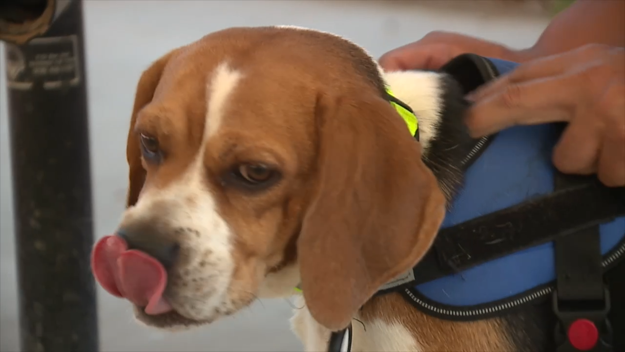 Pet Microchipping