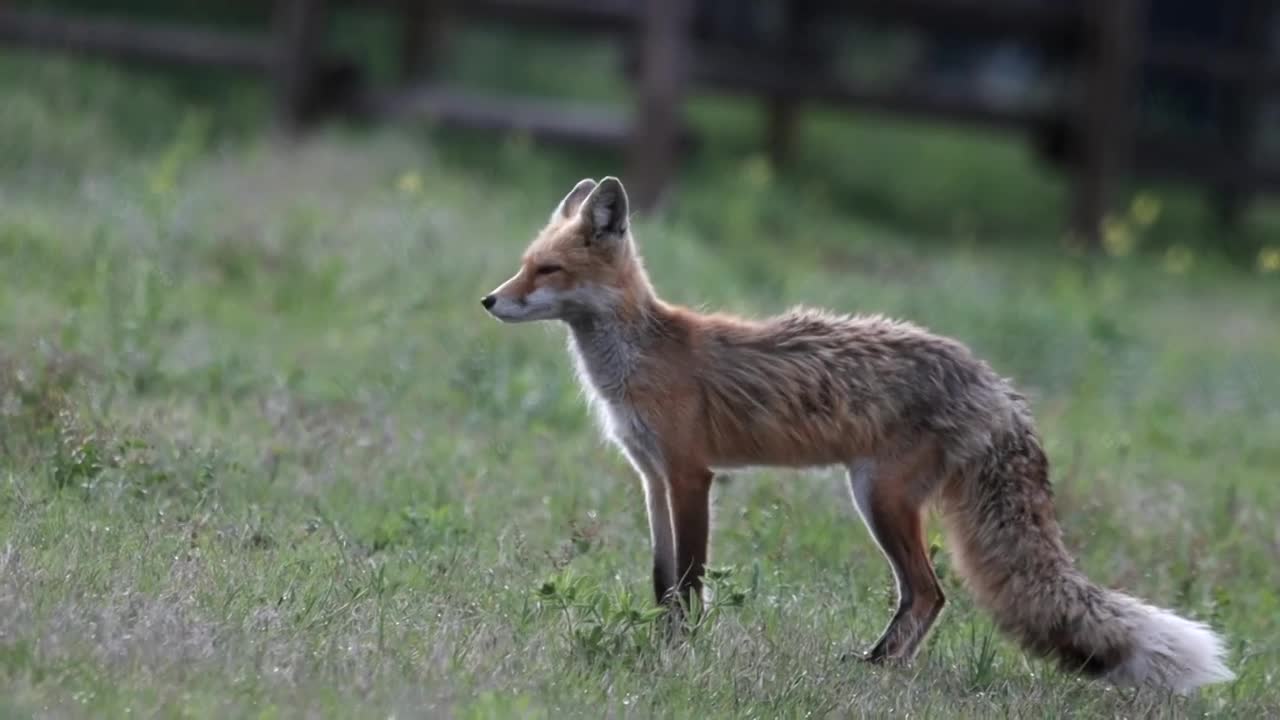 fox