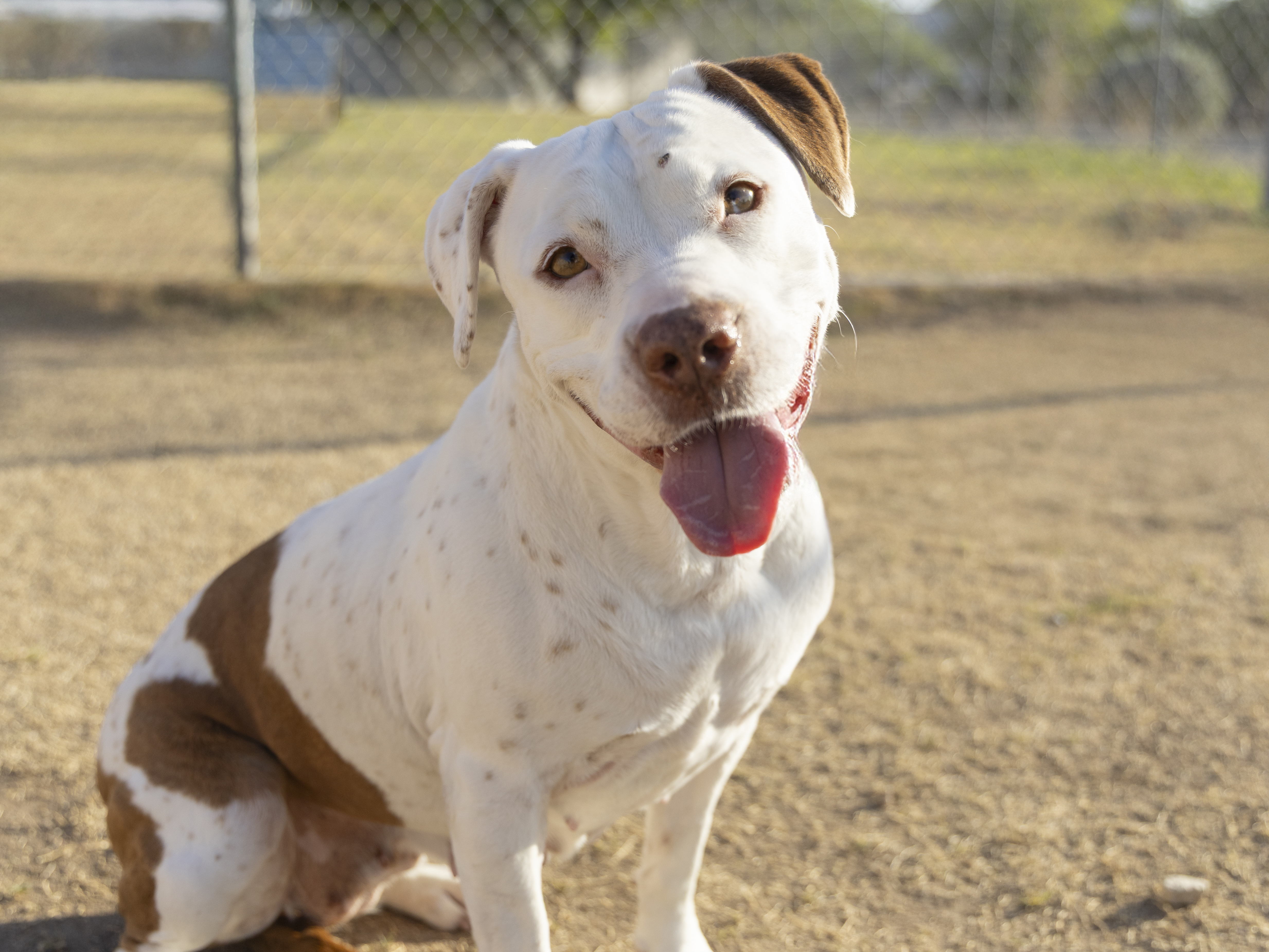 750954 longtimer almond happy smile (3).jpg
