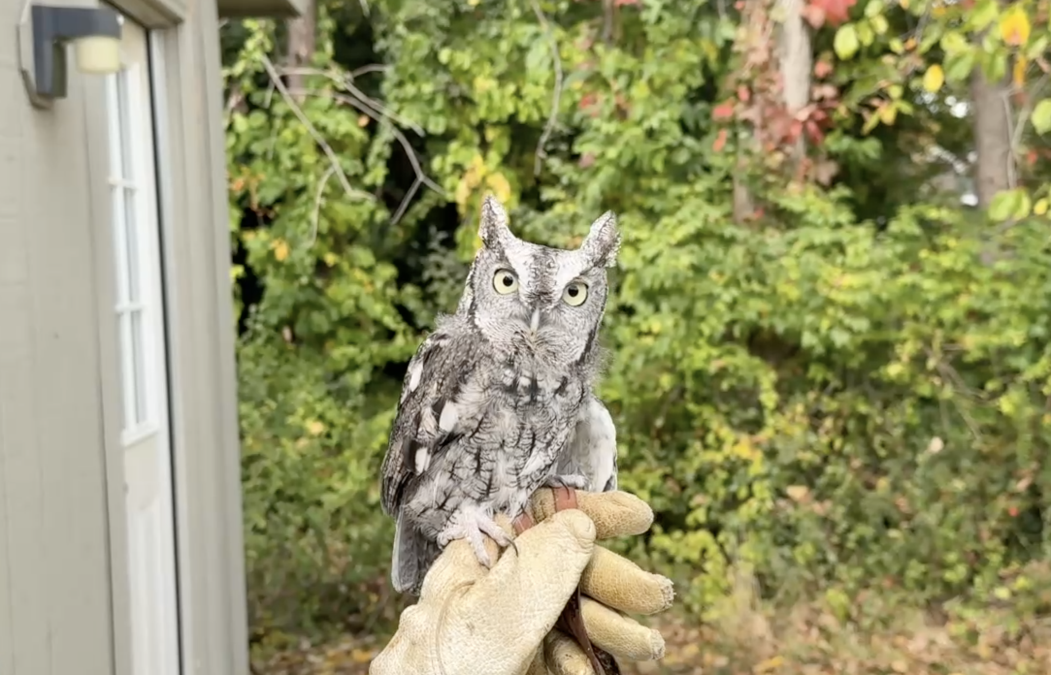 Owl