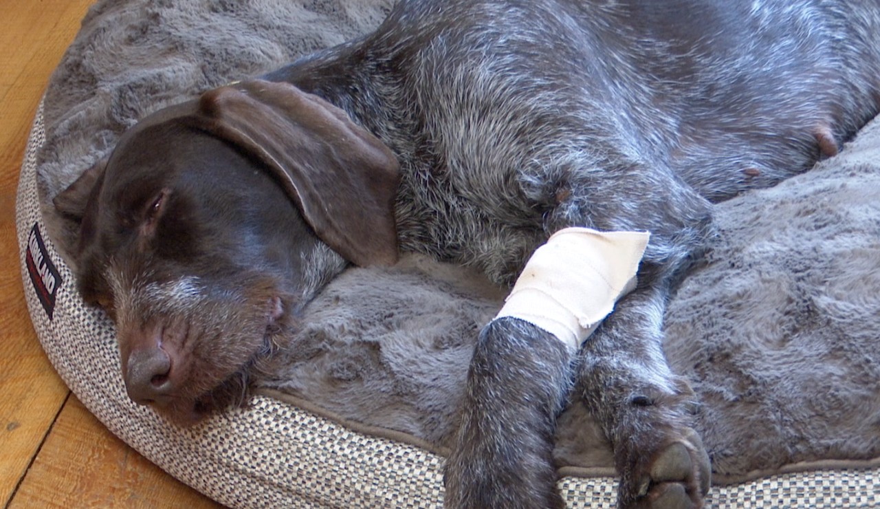 Bitterroot family seeks answers after dog poisoned
