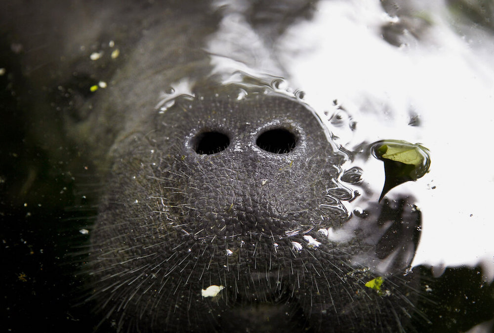Singapore Zoo Babies