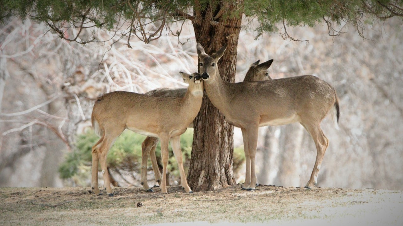 Oh deer!