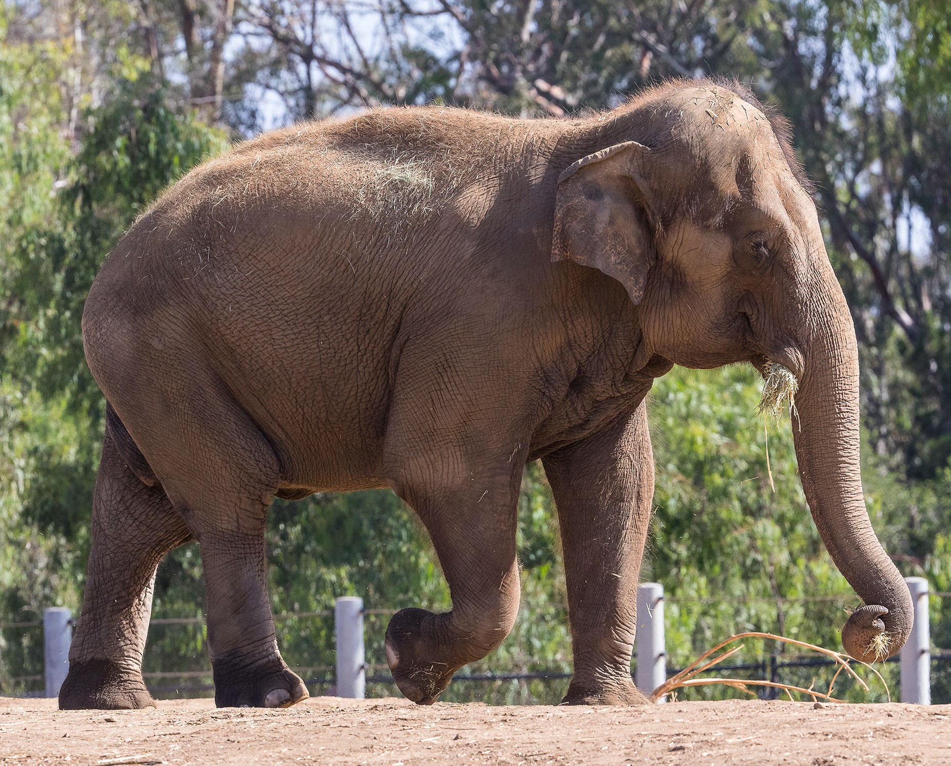 devi the elephant.jpeg