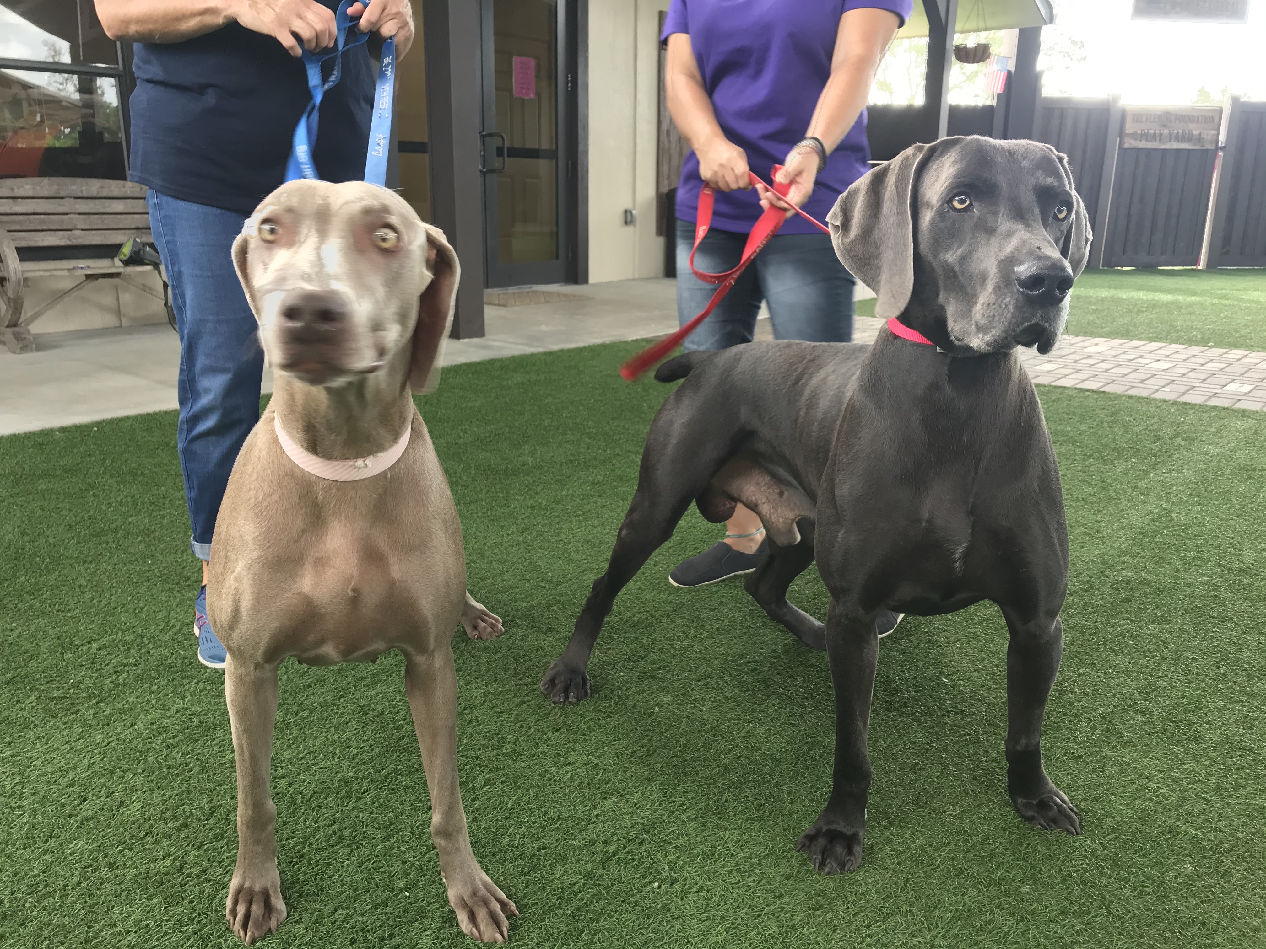 weimaraner done deal