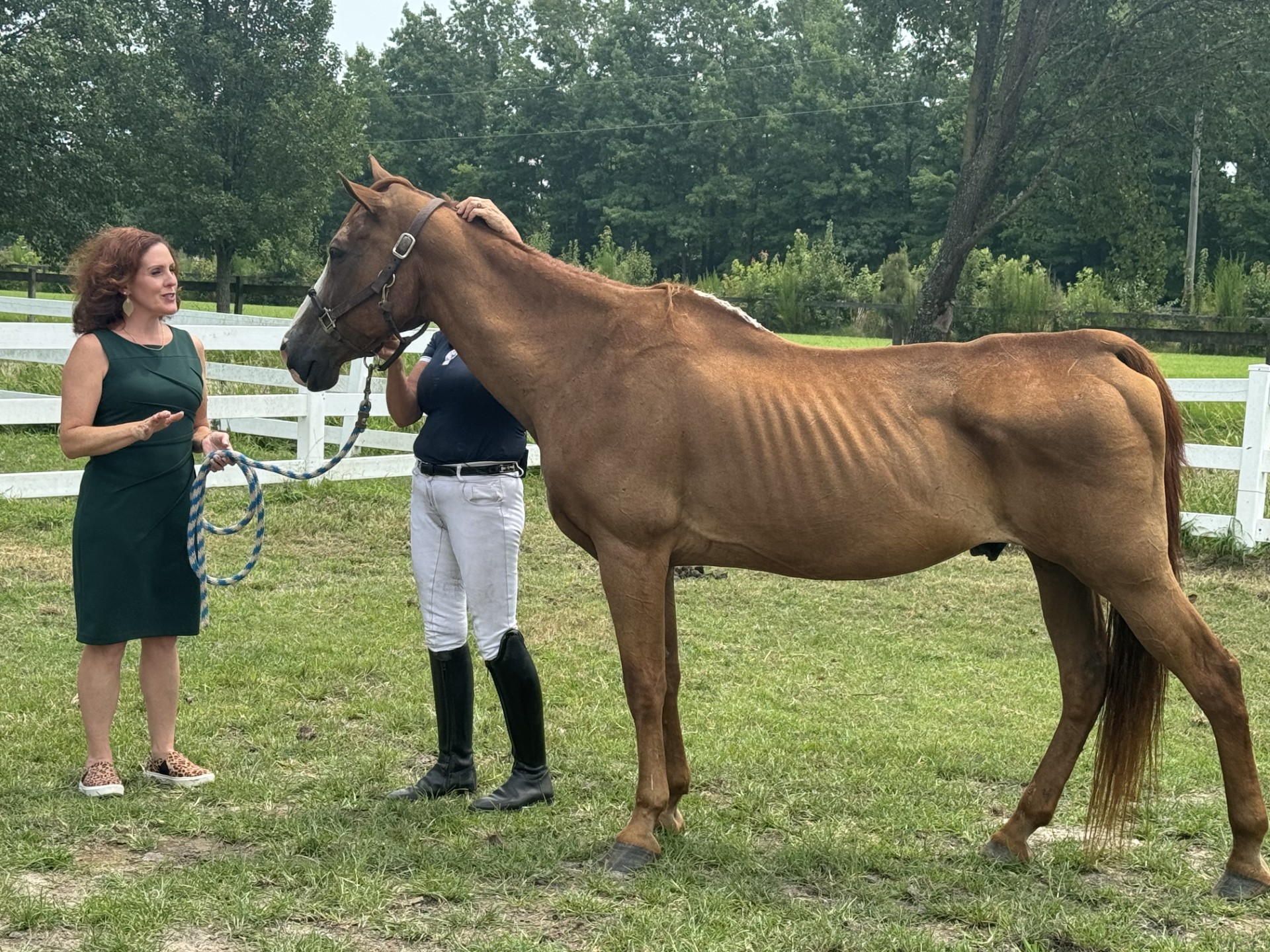 horse rescued now at ashmor farm vb.jpg