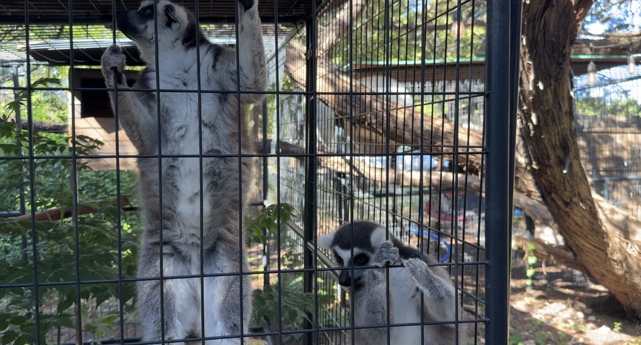 LEMUR